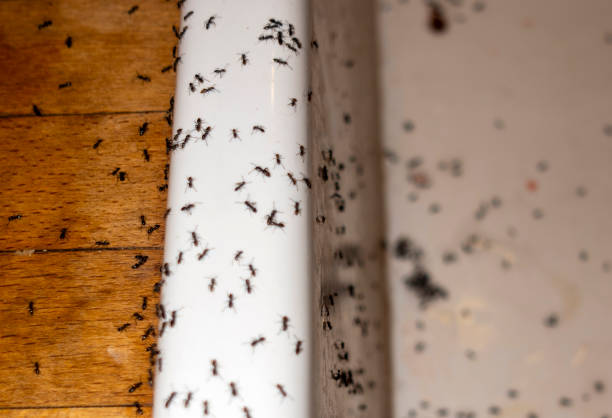 Best Pest Control Near Me  in University Park, TX