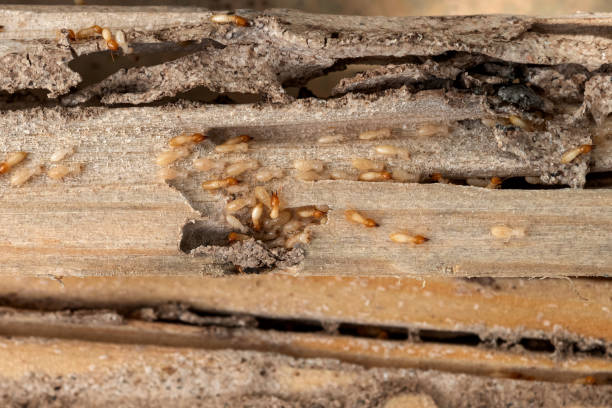 Reliable University Park, TX Pest Control Solutions